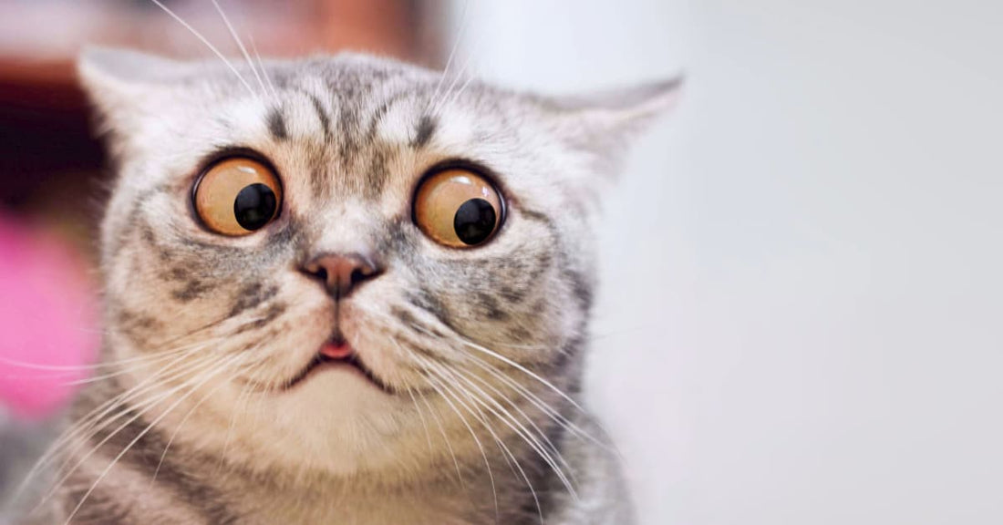 A gray cat with orange eyes has a surprised look on its face as it stares off screen. It's probably looking at a bug. Or a mirror. Who even knows, when it comes to cats.